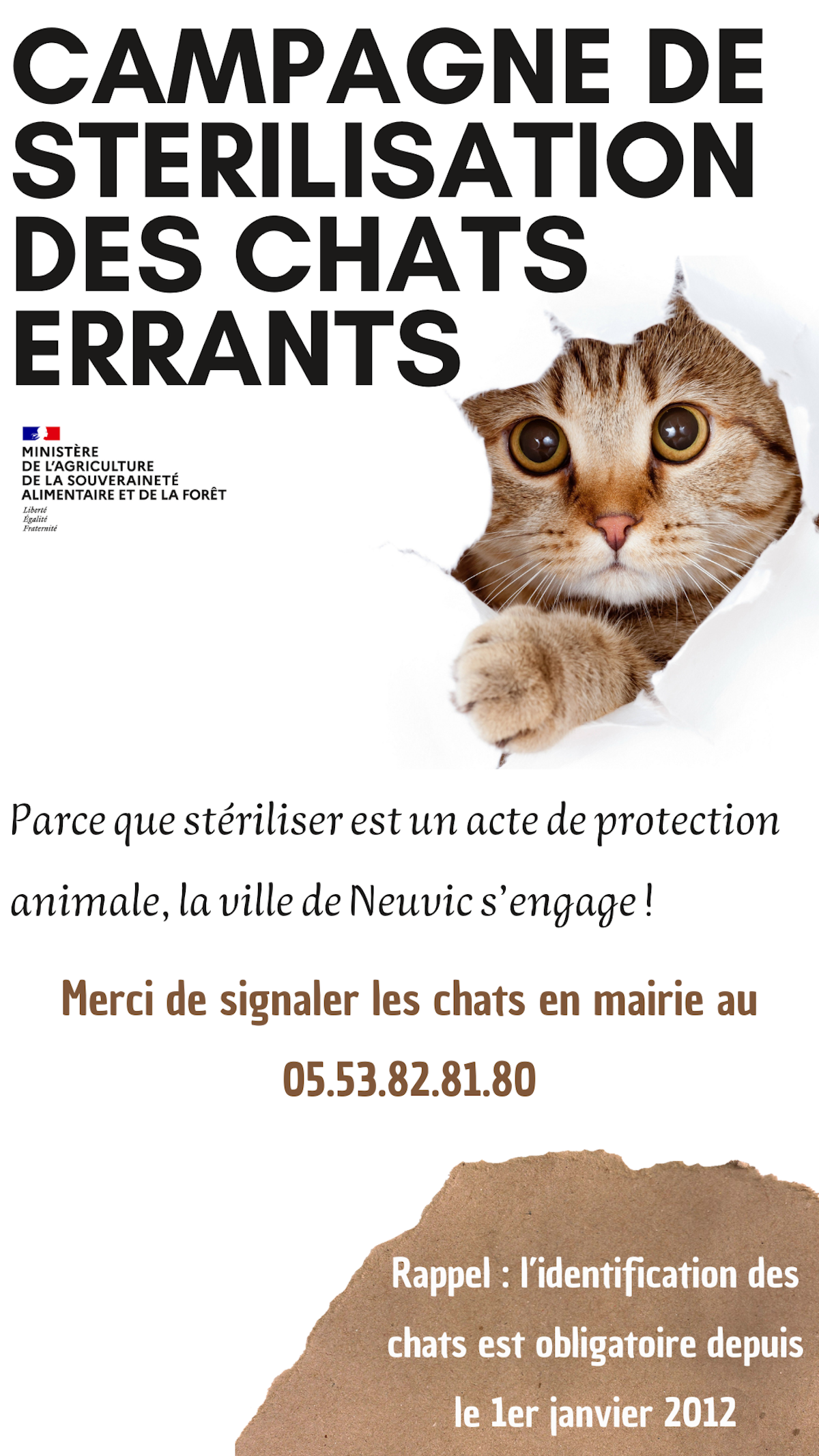 chats errants